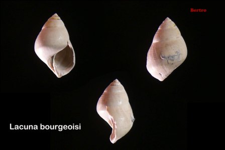 Pseudocirsope basterotina (Bronn, 1831) Pliocene rio Torsero